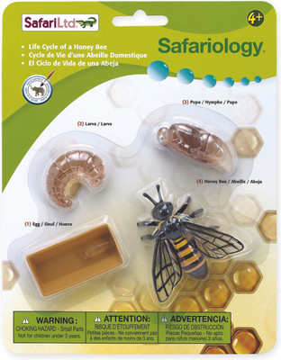 

Safari Ltd So Life Cycle of a Honey Bee(Multicolor)