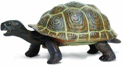 

Safari Ltd Incredible Creatures Tortoise Ba(Multicolor)