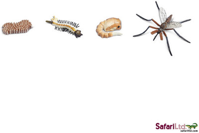 Safari Ltd So Life Cycle Of A Mosquito(Multicolor)
