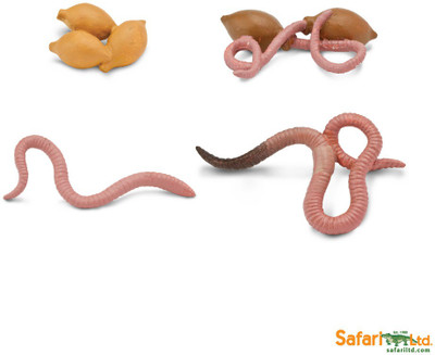 

Safari Ltd So Life Cycle Of A Worm(Multicolor)