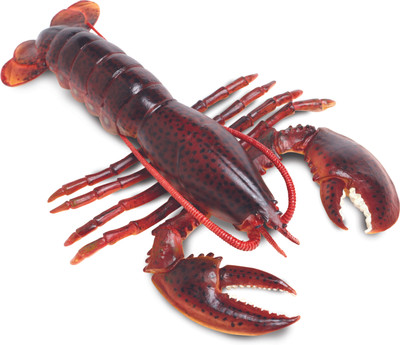 

Safari Ltd IC Maine Lobster(Multicolor)