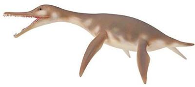 

Collecta Dolichorhynchops(Brown)