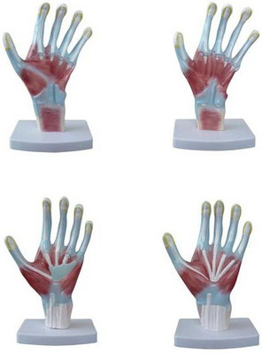 

mLabs xc-325 Anatomical Body Model(Palm Anatomy Model PVC)