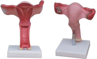 

mLabs xc-436A Anatomical Body Model(Magnified Uterus PVC Model)