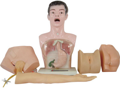 

mLabs xc-405 Anatomical Body Model(Nurse Basic Practice Teaching PVC Model)
