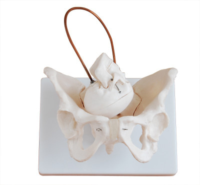 mLabs xc-127 Anatomical Body Model(Birth Demonstration Model PVC)