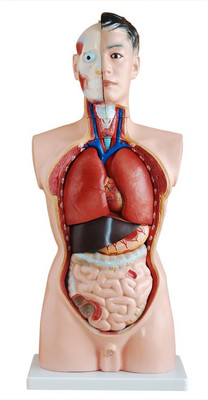 

mLabs xc-201 Anatomical Body Model(85CM Male Torso 19 Parts PVC Model)