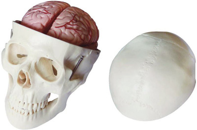 

mLabs xc-104E Anatomical Body Model(Skull Model with 8 Parts Brain PVC)
