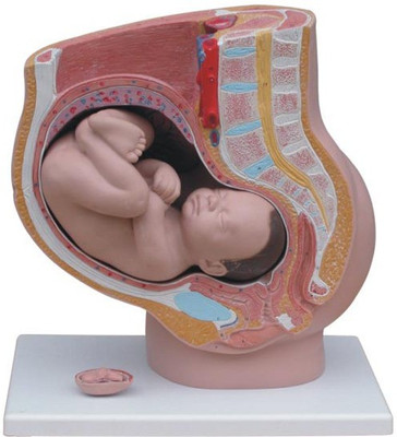 

mLabs xc-332B Anatomical Body Model(Human Female Pelvis Section (4 parts) PVC Model by mLabs)