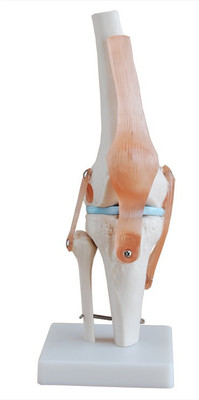

mLabs xc-111 Anatomical Body Model(Knee Joint Model PVC)
