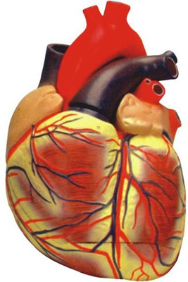 

Jainco Scientific HUMAN HEART Anatomical Body Model(HUMAN HEART)
