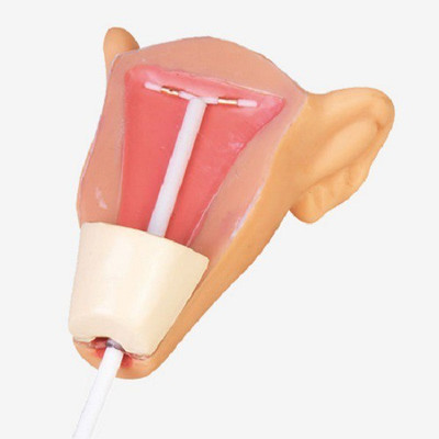 

mLabs GD/F9E Anatomical Body Model(IUD Training Simulator PVC Model)
