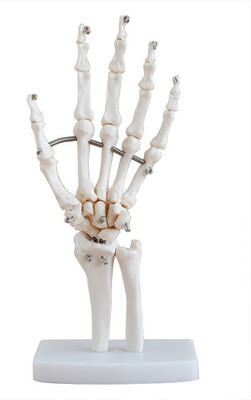 

mLabs xc-114 Anatomical Body Model(Life-Size Hand Joint Model PVC)