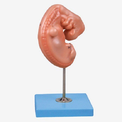 

mLabs GD/A2004 Anatomical Body Model(Embryo PVC Model)