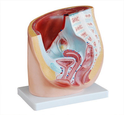 

mLabs xc-332A Anatomical Body Model(Human Female Pelvis Section (1 part) PVC Model by mLabs)