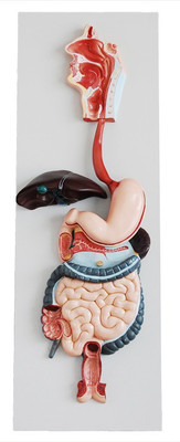 

mLabs xc-315 Anatomical Body Model(Digestive System)