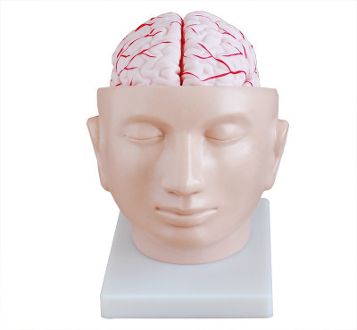 

mLabs xc-318 Anatomical Body Model(Brain with Arteries on Head PVC Model)
