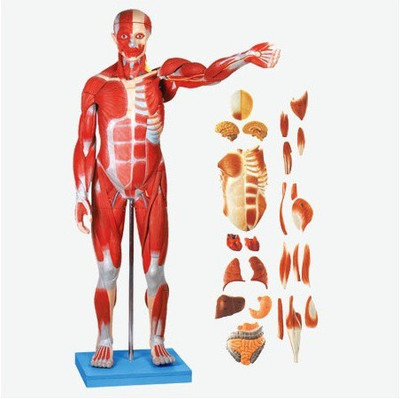 

mLabs GD-A11301-1 Anatomical Body Model(Male Muscle figure with internal organs (tall 78 cm))