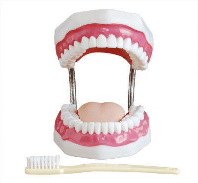 

mLabs 6EZL Anatomical Body Model(Dental Care PVC Model (32 Teeth))