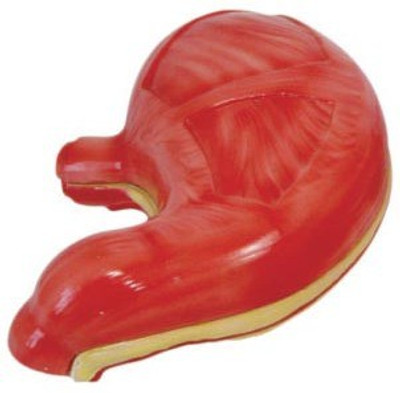 

mLabs xc-306 Anatomical Body Model(Stomach Model PVC)