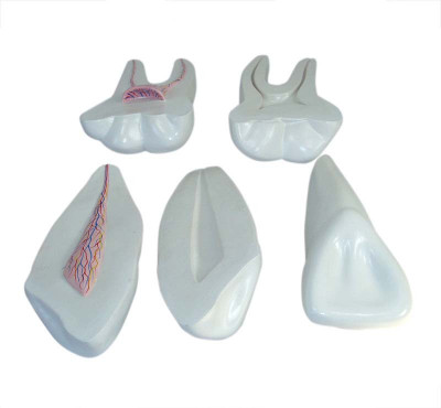 

mLabs xc-305 Anatomical Body Model(Expansion Model of Human Teeth PVC Model)