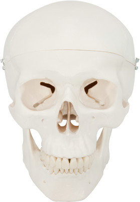 

mLabs zx-1202 Anatomical Body Model(Human Skull Model)