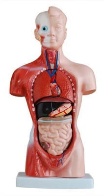 

mLabs xc-203 Anatomical Body Model(26CM Torso 15 Parts PVC Model)