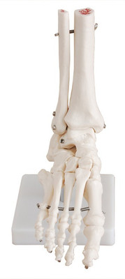 

mLabs xc-113 Anatomical Body Model(Foot Joint Model PVC)