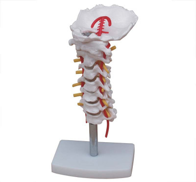

mLabs XC-133 Anatomical Body Model(Cervical Vertebral Column with Neck Artery PVC Model)