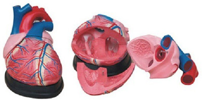 

mLabs xc-307 Anatomical Body Model(Jumbo Heart Model PVC)