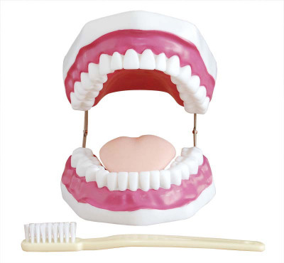 

mLabs H4F6 Anatomical Body Model(Dental Care PVC Model (28 Teeth))