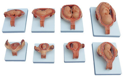 

mLabs xc-414A Anatomical Body Model(The Development Process for Fetus (Half-Size) PVC)