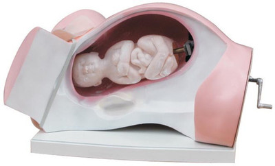 

mLabs xc-402 Anatomical Body Model(Model of Course of Delivery PVC Model by mLabs)
