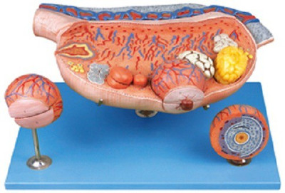 

mLabs GD/A41003 Anatomical Body Model(Human Enlarged Ovary PVC)