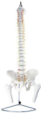 

mLabs xc-126 Anatomical Body Model(Vertebral with Pelvis & Femur Head)