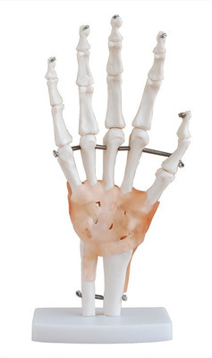 

mLabs xc-114A Anatomical Body Model(Life-Size Hand Joint with Ligaments Model PVC)