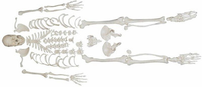 

mLabs xc-130 Anatomical Body Model(Disarticulated Skeleton PVC Model)