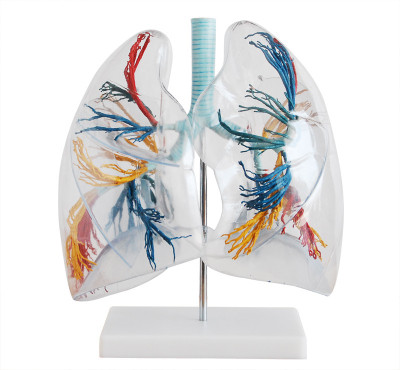 

mLabs xc-330 Anatomical Body Model(Model Of The Transparent Lung Segment)