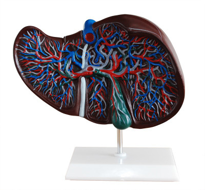 

mLabs xc-312 Anatomical Body Model(Liver Model PVC)