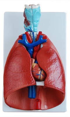 

mLabs xc-320 Anatomical Body Model(Larynx, Heart and Lung PVC Mode)