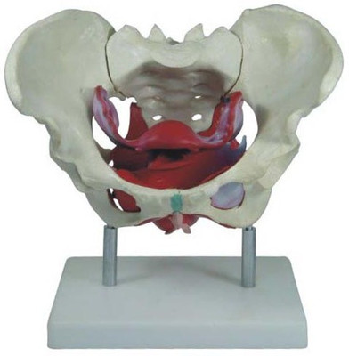 mLabs xc-125 Anatomical Body Model(Female Pelvic Muscles and Organs Model PVC)