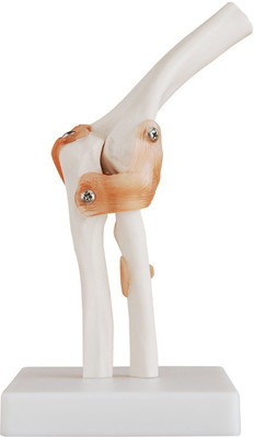 

mLabs xc-112 Anatomical Body Model(Elbow Joint Model PCV)
