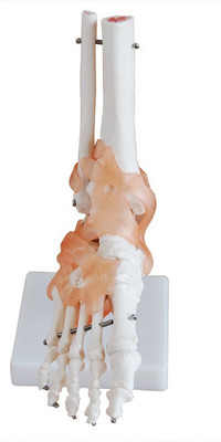 

mLabs xc-113A Anatomical Body Model(Life-Size Foot Joint with Ligaments Model)