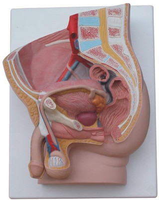 

mLabs xc-331B Anatomical Body Model(Human Male Pelvis Section (2 Parts))