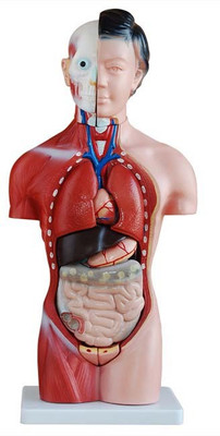 

mLabs xc-202B Anatomical Body Model(42CM Female Torso 15 Parts PVC Model)