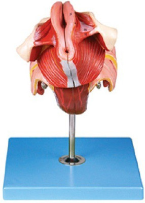 

mLabs GD/A15105 Anatomical Body Model(Female Genital Organs Model, Anatomy Genitals PVC Model)
