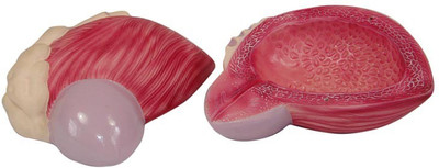

mLabs xc-317 Anatomical Body Model(Urinary Bladder PVC Model)