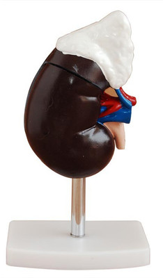 

mLabs xc-310-1 Anatomical Body Model(Human Kidney PVC Model)