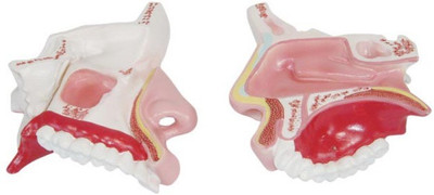 

mLabs XC-309 Anatomical Body Model(Nasal Cavity PVC Model)