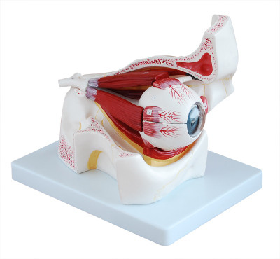 

mLabs eye316 Anatomical Body Model(Eye with Orbit Model)